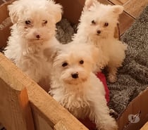 Lindos maltipoo cachorritos