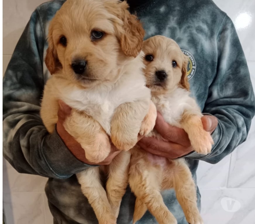 Gatos en Venta Santiago La Florida - Fotos de Golden retriver cacho.170.