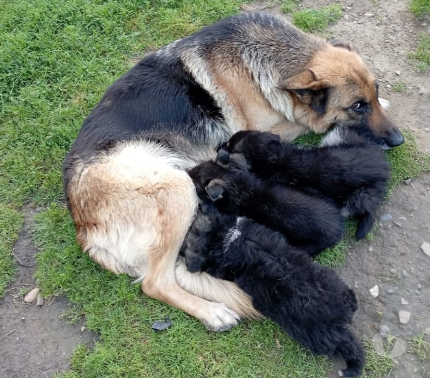 Gatos en Venta Valparaíso Valparaíso - Fotos de ¡Hermosos Cachorros Pastor Alemán x Ovejero! 🐕