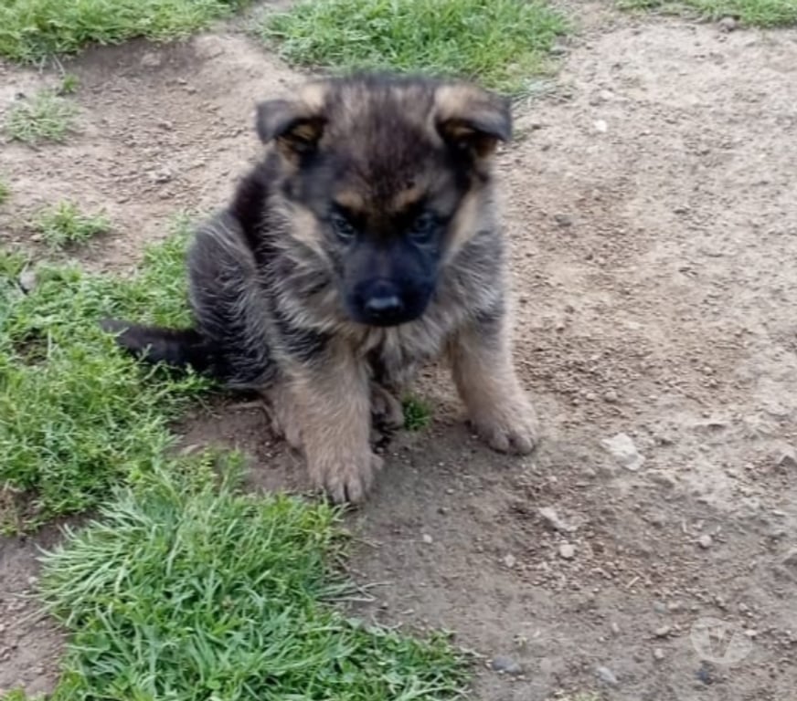 Gatos en Venta Valparaíso Valparaíso - Fotos de ¡Hermosos Cachorros Pastor Alemán x Ovejero! 🐕