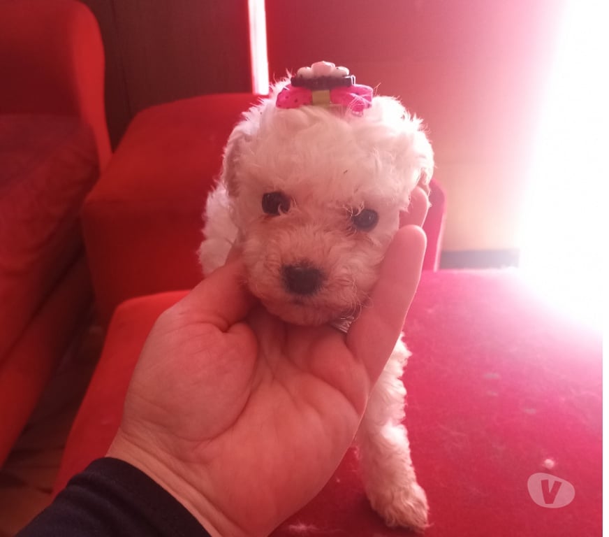Gatos en Venta Santiago Estación Central - Fotos de Poodle toy hembras