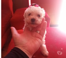 Poodle toy hembras