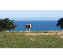 Pullay, Loma Negra
