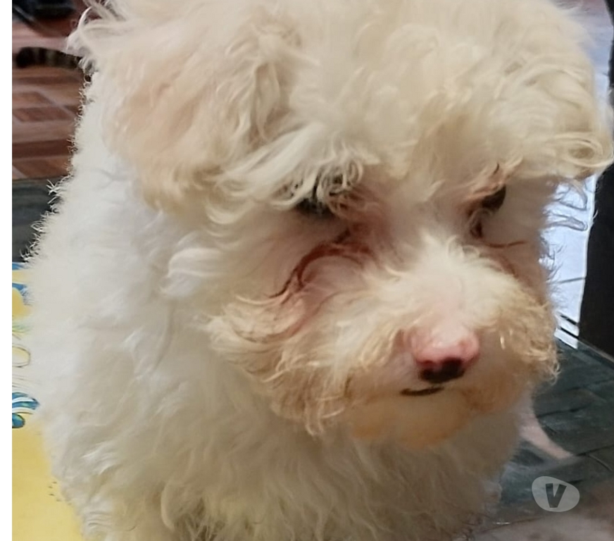Gatos en Venta Santiago La Granja - Fotos de Lindos maltipoo cachorritos