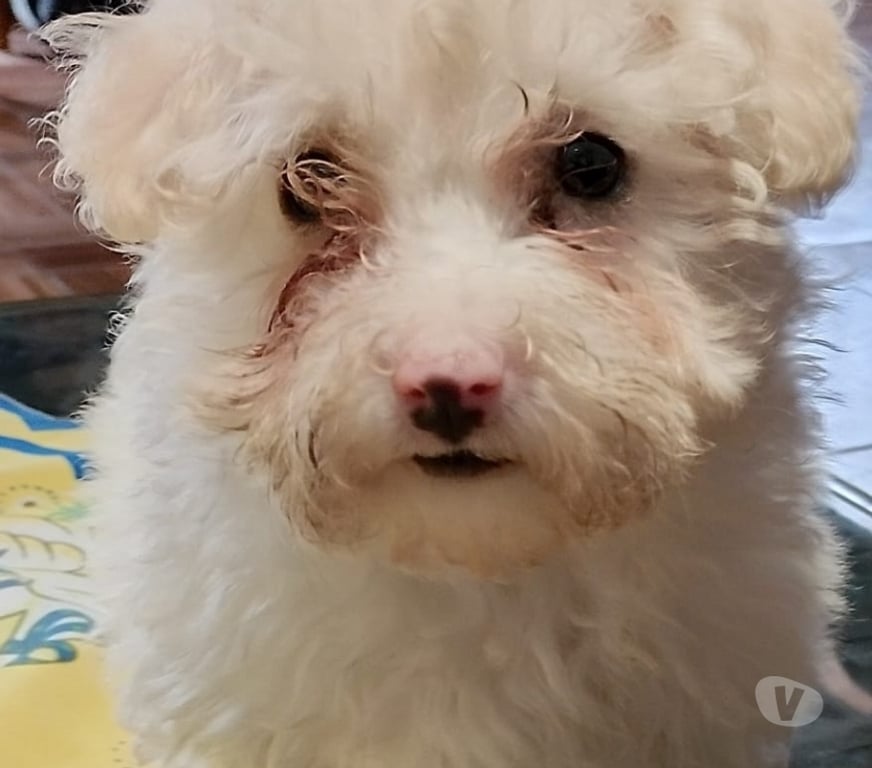 Gatos en Venta Santiago La Granja - Fotos de Lindos maltipoo cachorritos