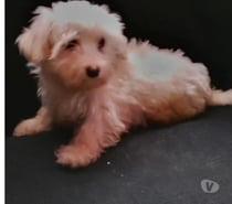 Lindos maltipoo cachorritos