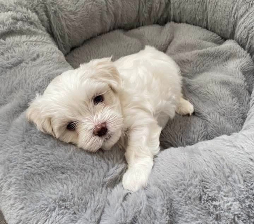 Gatos en Venta Concepción Concepción - Fotos de Bichon maltés cachorros