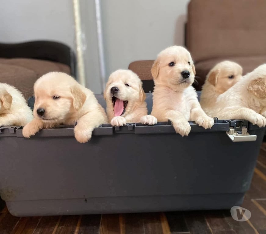 Gatos en Venta Concepción Concepción - Fotos de Mascotas golden retriever