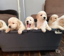 Mascotas golden retriever
