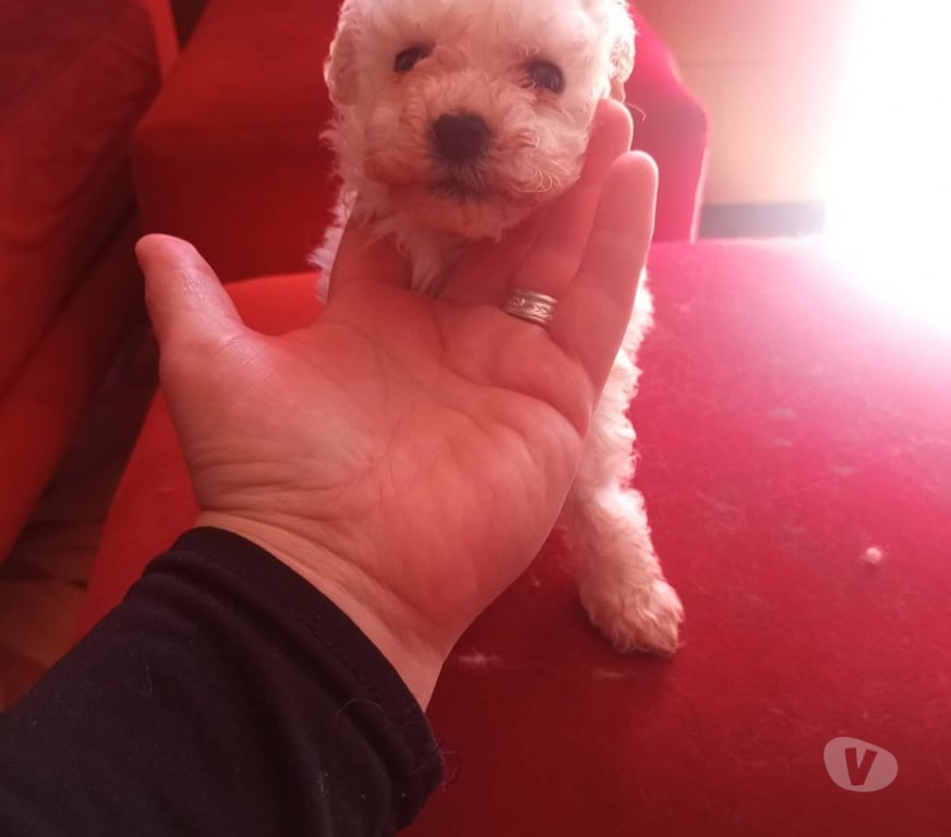 Gatos en Venta Concepción Concepción - Fotos de Cachorros poodle toy