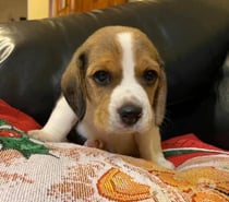 Cachorros Beagles