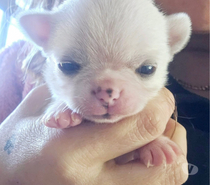 Mis chihuahuas cabeza de manzana