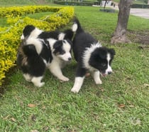 Cachorros Border collie
