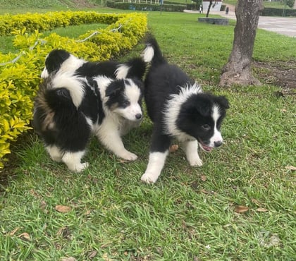 Mascotas en Venta Concepción Concepción - Fotos de Cachorros Border collie