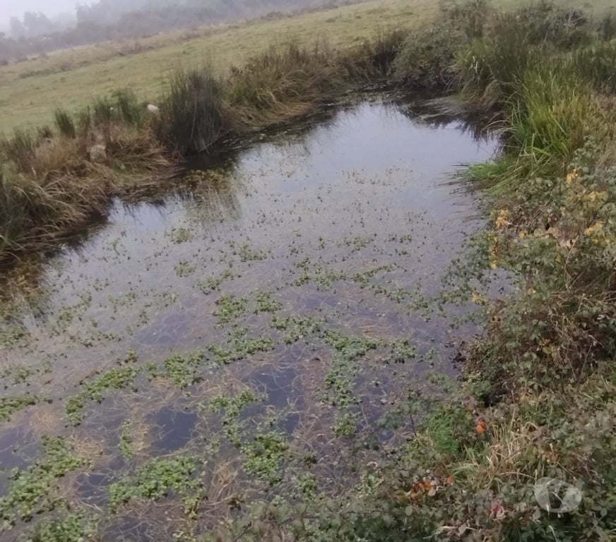 Venta de Haciendas Linares Longav - Fotos de VENDO PARCELA AGRICOLA Y TURISTICA
