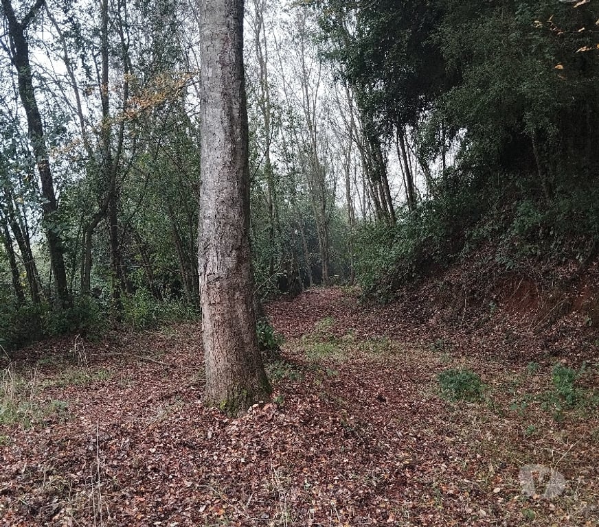 Venta de Haciendas Linares Longav - Fotos de VENDO PARCELA AGRICOLA Y TURISTICA