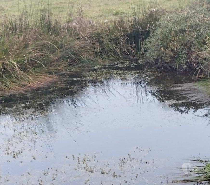 Venta de Haciendas Linares Longav - Fotos de VENDO PARCELA AGRICOLA Y TURISTICA
