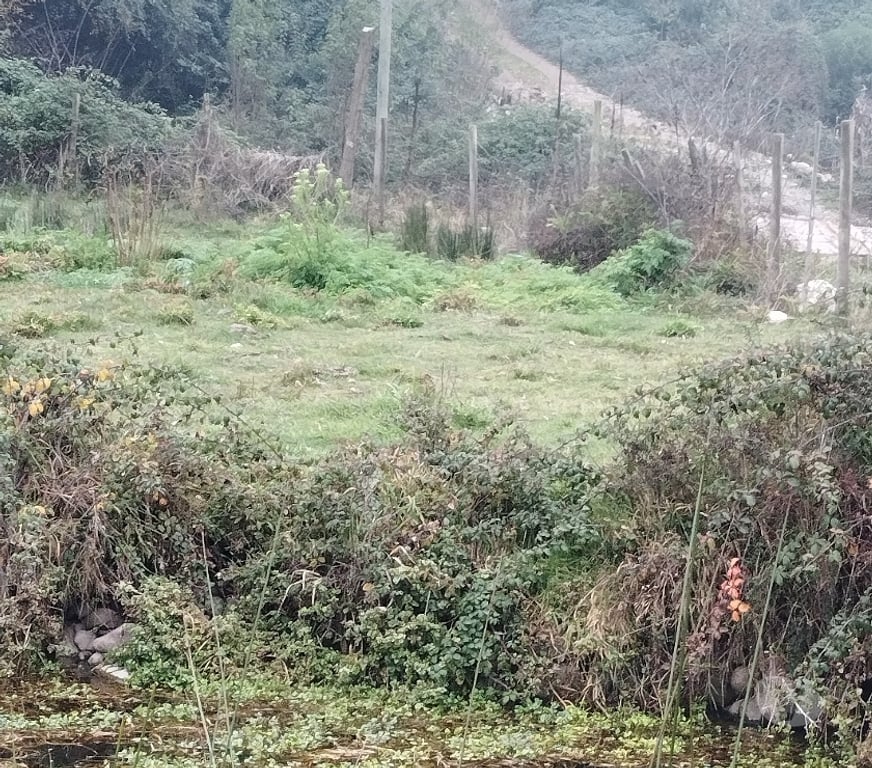 Venta de Haciendas Linares Longav - Fotos de Vendo una hectárea en dos roles de 0,5 ha cada una