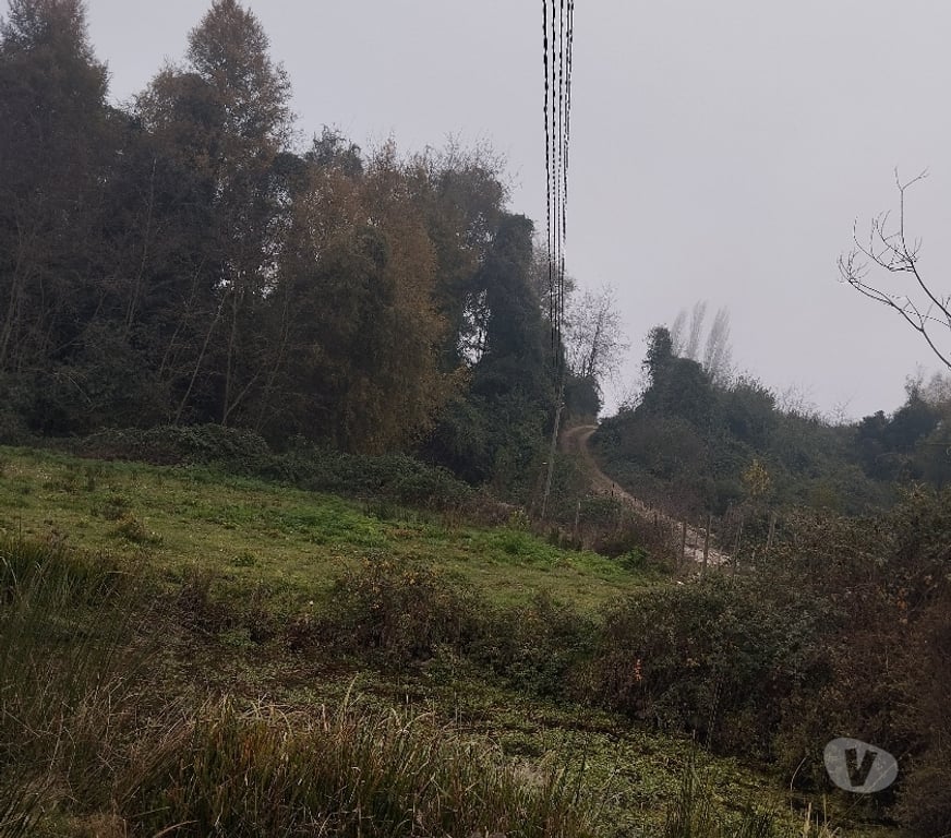 Venta de Haciendas Linares Longav - Fotos de Vendo una hectárea en dos roles de 0,5 ha cada una