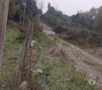 Fotos de Vendo una hectárea en dos roles de 0,5 ha cada una