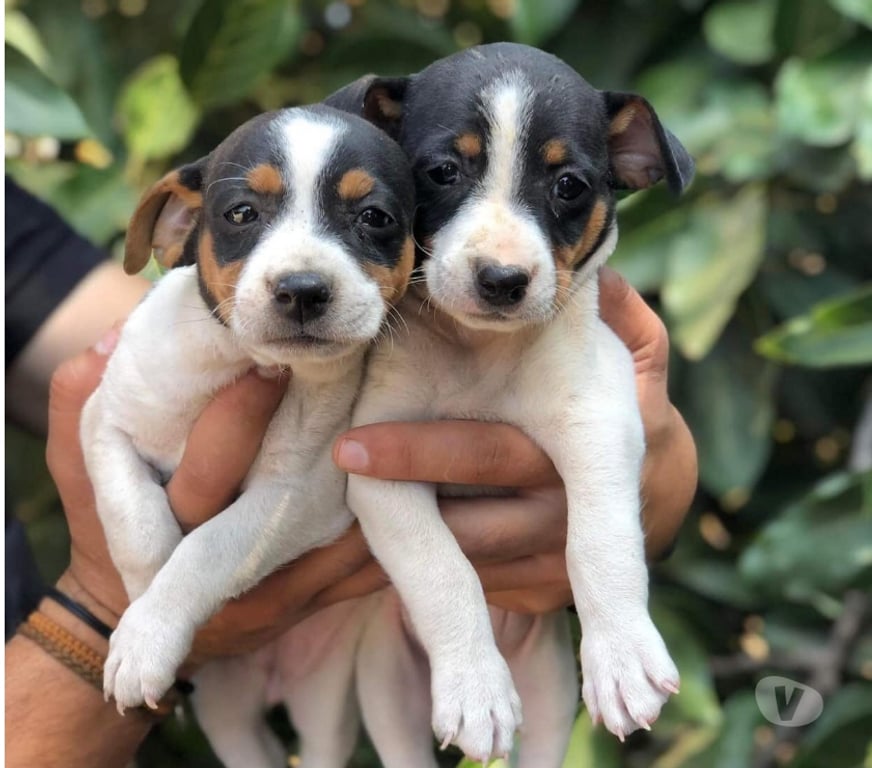 Gatos en Venta Santiago Las Condes - Fotos de Hermosos Cachorros Fox Terrier (Caza - Espacios Pequeños)