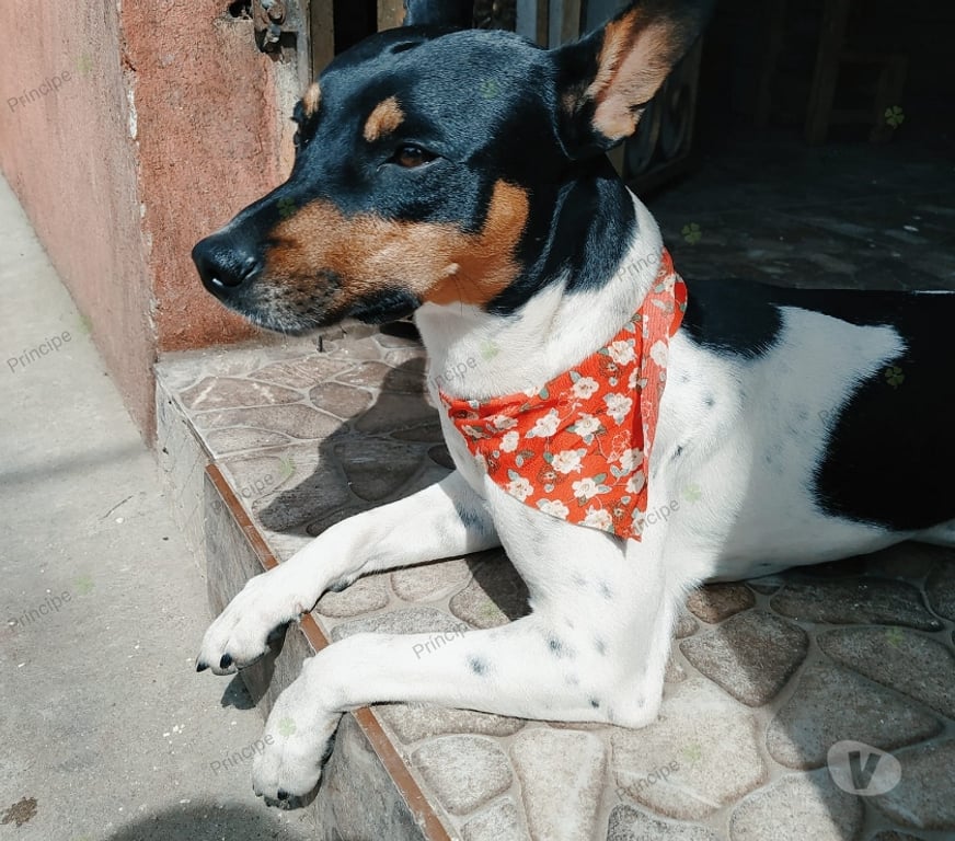 Gatos en Venta Santiago Las Condes - Fotos de Hermosos Cachorros Fox Terrier (Caza - Espacios Pequeños)