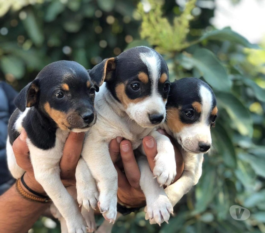Gatos en Venta Santiago Las Condes - Fotos de Hermosos Cachorros Fox Terrier (Caza - Espacios Pequeños)