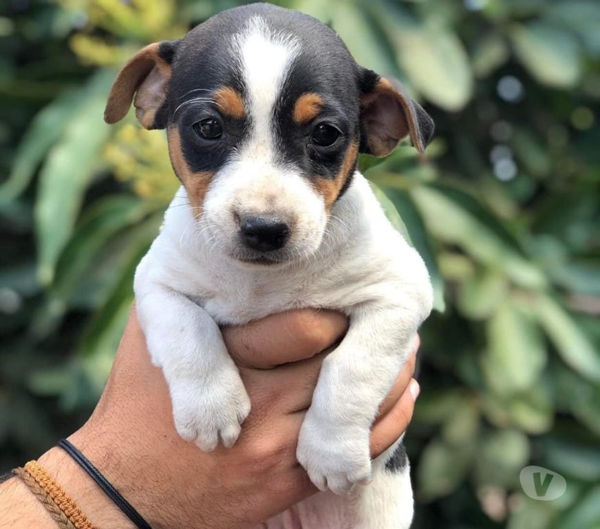 Gatos en Venta Santiago Las Condes - Fotos de Hermosos Cachorros Fox Terrier (Caza - Espacios Pequeños)