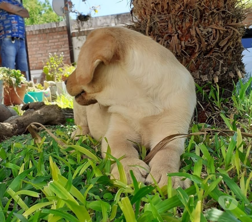 Gatos en Venta Santiago Las Condes - Fotos de Leales y Protectores Cachorros Labrador Retriever