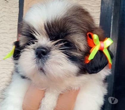 Mascotas en Venta Las Condes Santiago - Fotos de Hermosos cachorros Shih Tzu