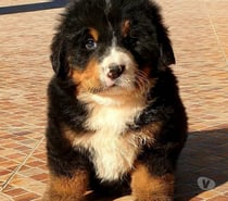 Hermosos Cachorros Boyero de Berna