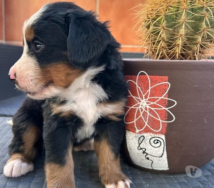 Mascotas en Venta Las Condes Santiago - Fotos de Hermosos Cachorros Boyero de Berna