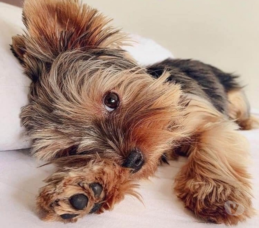 Gatos en Venta Santiago Las Condes - Fotos de Hermosos Cachorros Yorkshire de Dos Meses de Vida