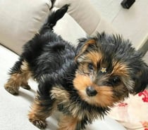Hermosos Cachorros Yorkshire de Dos Meses de Vida
