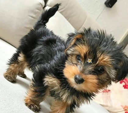 Venta de Mascotas Las Condes Santiago - Fotos de Hermosos Cachorros Yorkshire de Dos Meses de Vida