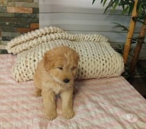 Hermosos cachorritos Golden 175.000