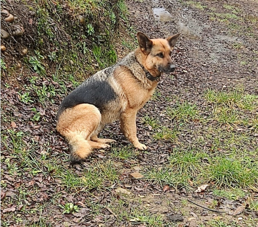 Adopción ed Animales Llanquihue Fresia - Fotos de SE REGALA PASTOR ALEMAN HEMBRA