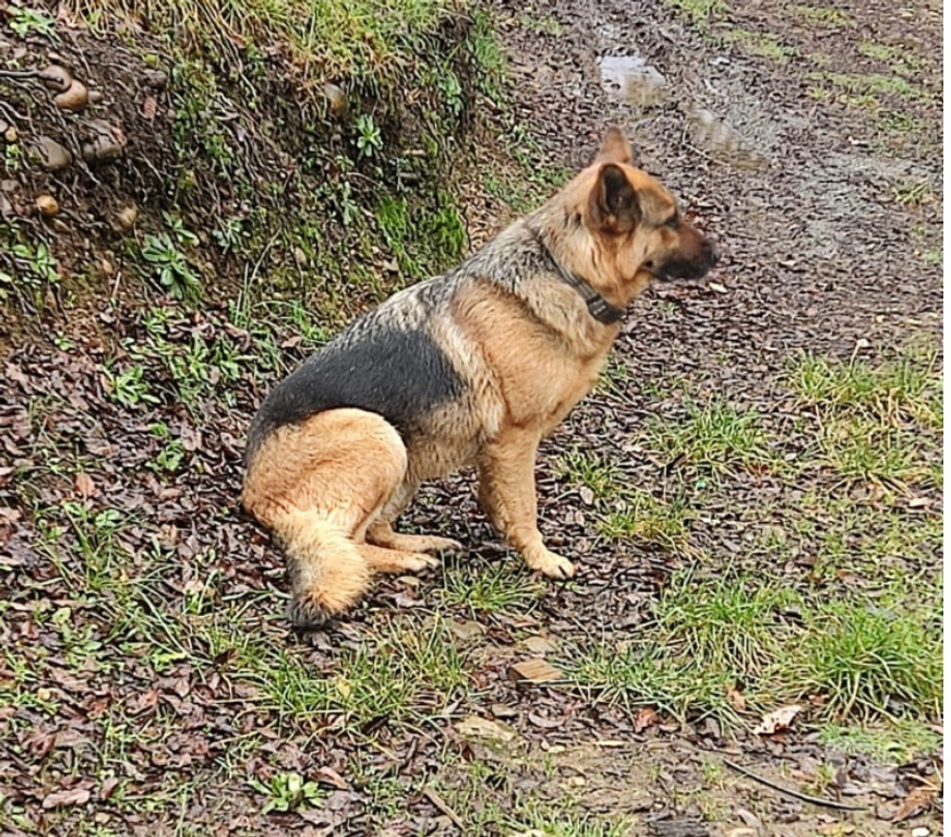 Adopción ed Animales Llanquihue Fresia - Fotos de SE REGALA PASTOR ALEMAN HEMBRA