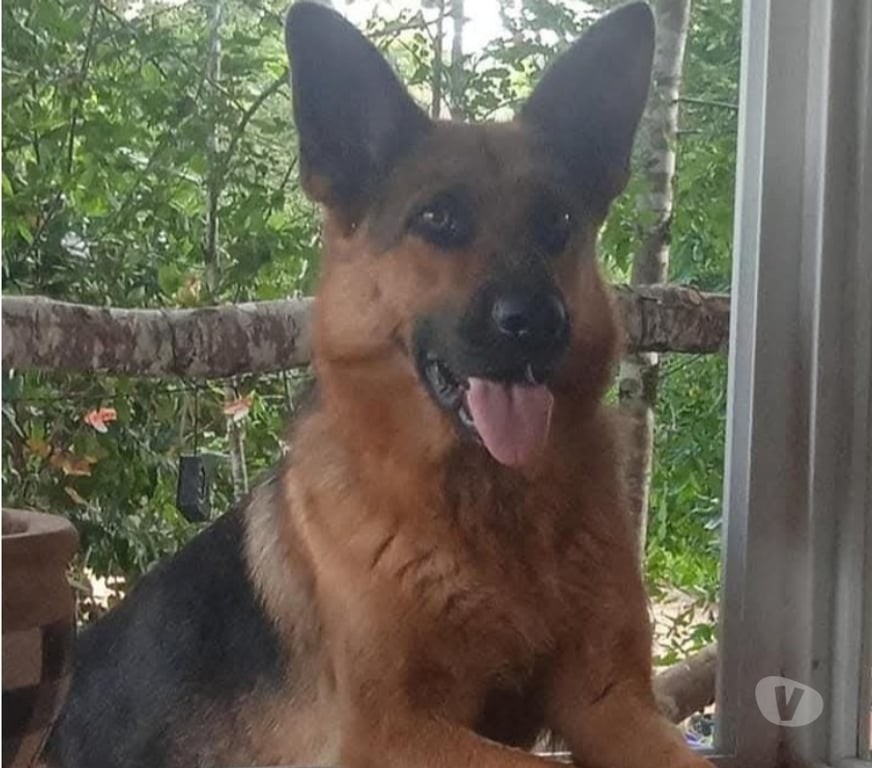 Adopción ed Animales Llanquihue Fresia - Fotos de SE REGALA PASTOR ALEMAN HEMBRA