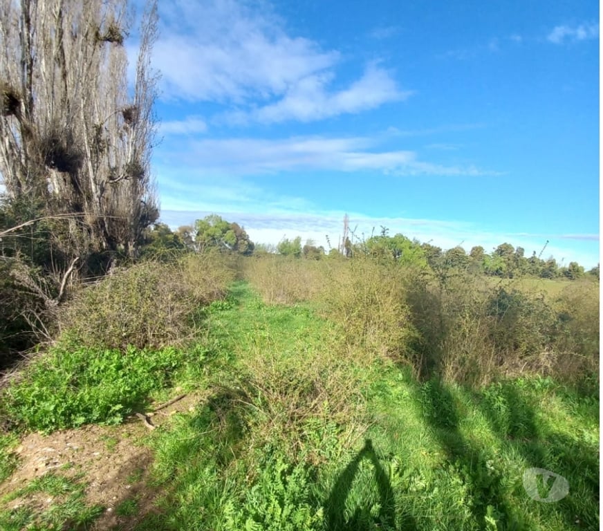 Parcelas en Venta Ñuble Ñiquén - Fotos de Predio de 3,5 has en Huenutil del Peumo, Ñiquén, Ñuble