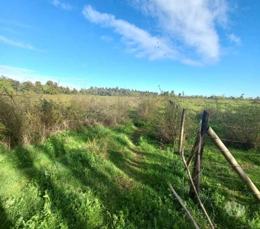 Parcelas en Venta Ñuble Ñiquén - Fotos de Predio de 3,5 has en Huenutil del Peumo, Ñiquén, Ñuble