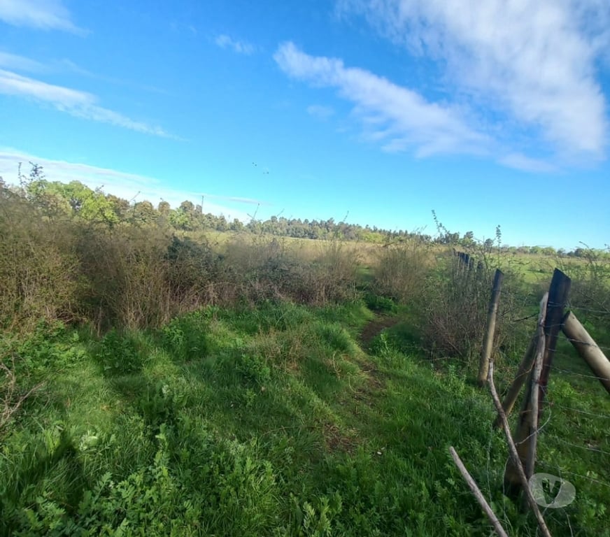 Parcelas en Venta Ñuble Ñiquén - Fotos de Predio de 3,5 has en Huenutil del Peumo, Ñiquén, Ñuble