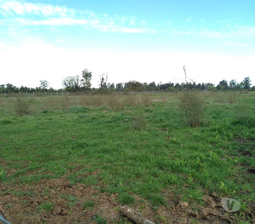 Parcelas en Venta Ñuble San Carlos - Fotos de Predio de 2,5 has en Huenutil del Peumo, Ñiquén, Ñuble