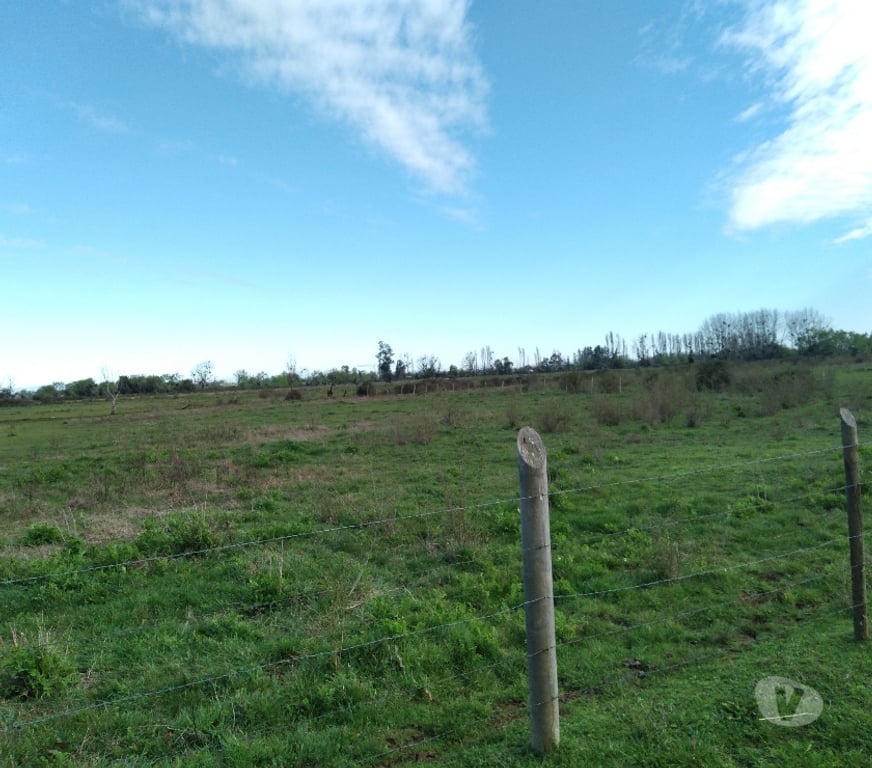 Parcelas en Venta Ñuble San Carlos - Fotos de Predio de 2,5 has en Huenutil del Peumo, Ñiquén, Ñuble