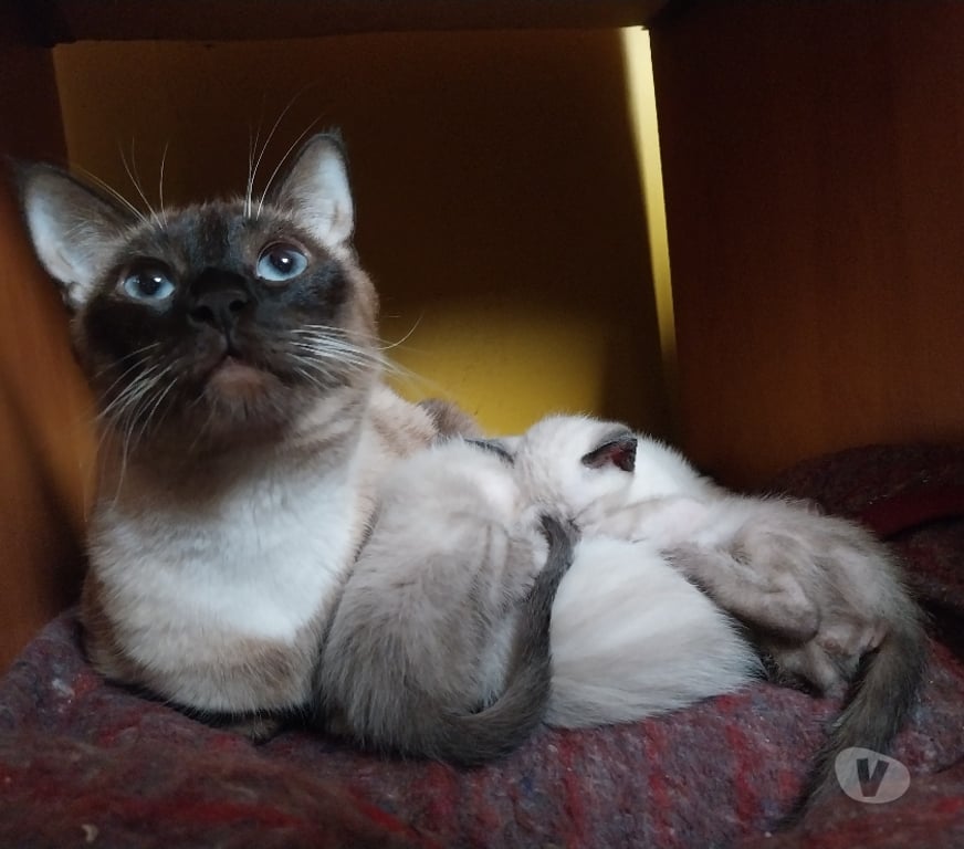 Gatos en Venta Talca Talca - Fotos de Vendo gatos siames 2 machos una hembra entrega fines de sept