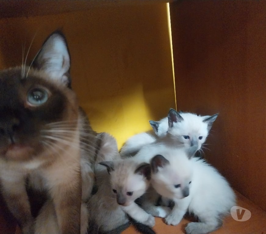 Gatos en Venta Talca Talca - Fotos de Vendo gatos siames 2 machos una hembra entrega fines de sept