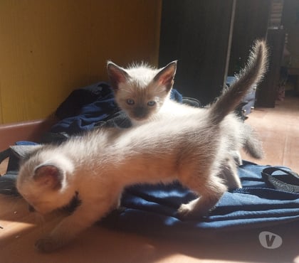 Venta de Mascotas Talca Talca - Fotos de Vendo gatos siames 2 machos una hembra entrega fines de sept