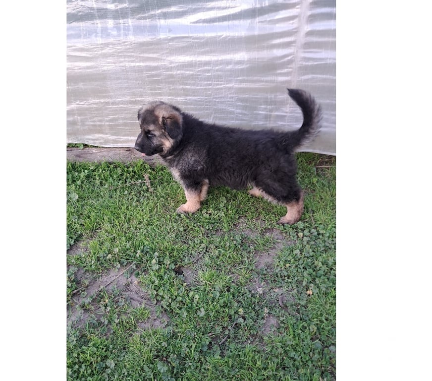 Gatos en Venta Quillota Hijuelas - Fotos de Hermosos cachorros pastor aleman