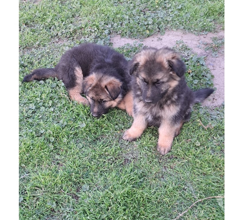 Gatos en Venta Quillota Hijuelas - Fotos de Hermosos cachorros pastor aleman