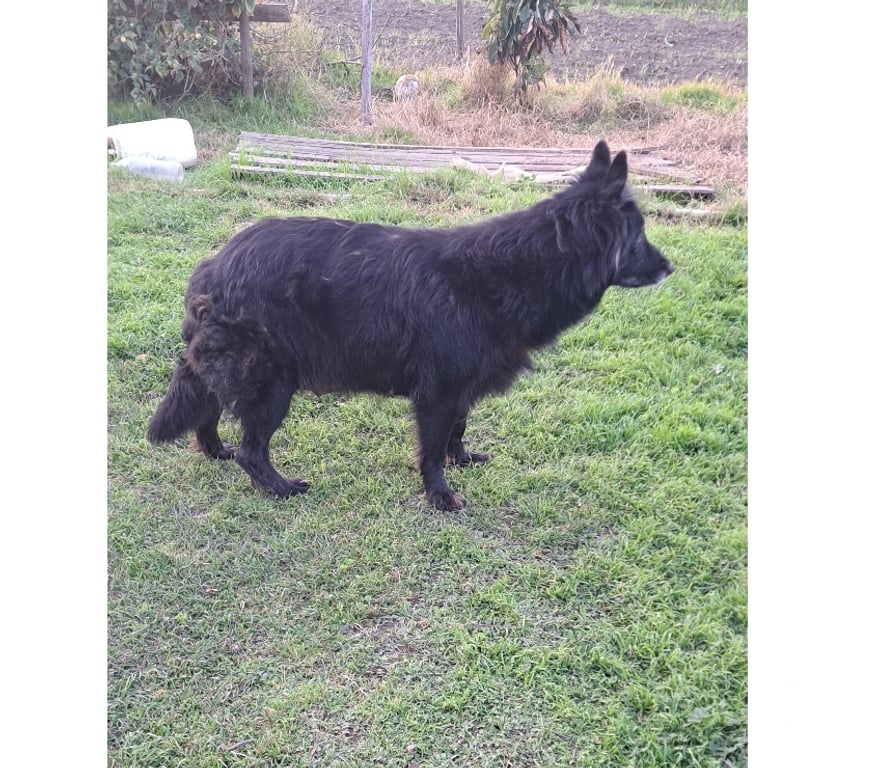 Gatos en Venta Quillota Hijuelas - Fotos de Hermosos cachorros pastor aleman